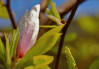 Grünzone: Frühlingskur für Zimmerpflanzen